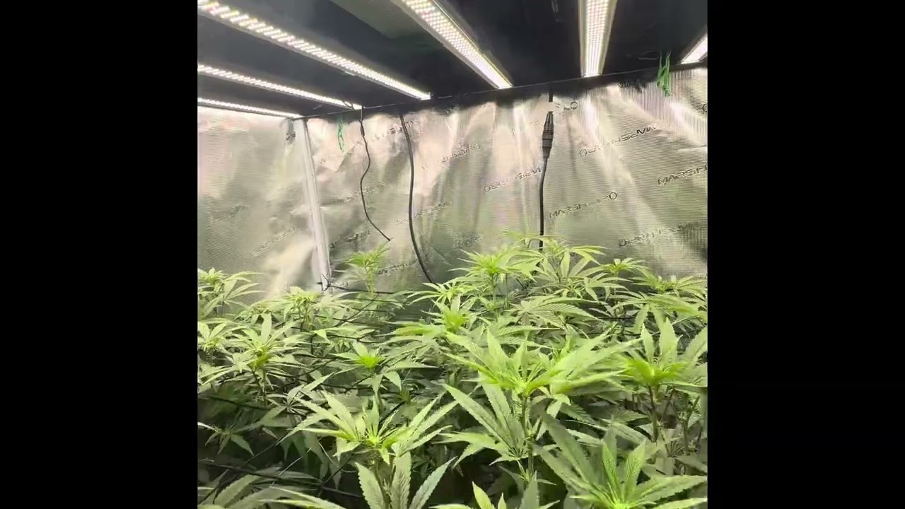 Cannabis Defoliation | Week 2 Flowering | Beginner Grow Tips