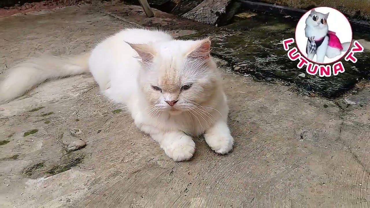 Kucing meong-meong lucu - Video Kucing Lucu yang Enak Ditonton Santai