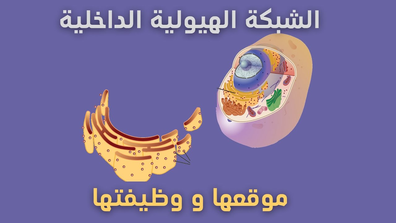 شرح شبكة هيولية الداخلية بشكل بسيط جدا