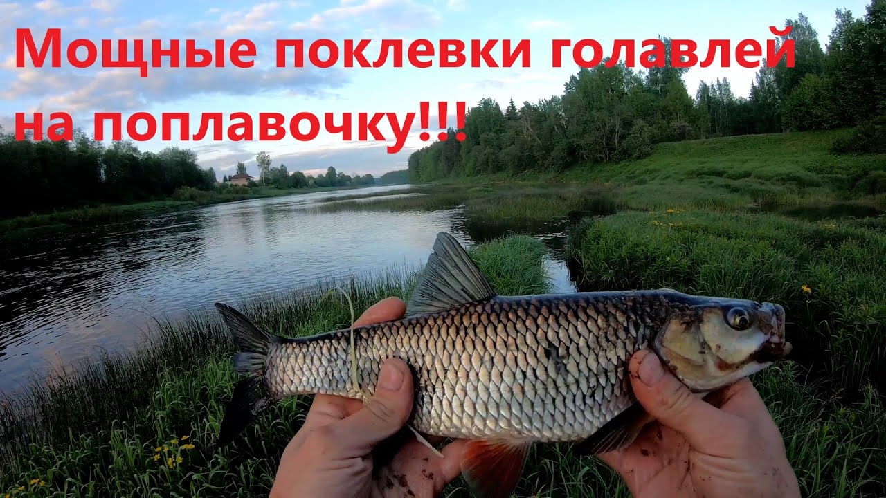Летняя ловля голавля на поплавок. Рыбалка на речке Луга в период былых ночей