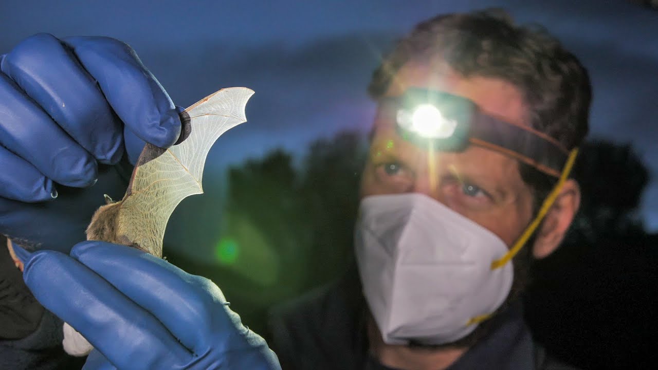 Studying Bats on Colorado's Western Slope