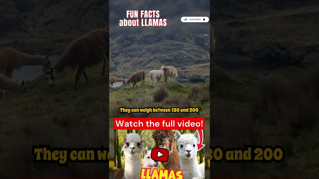 Fun facts about llamas Part 6 #lama #lamas #tier #tiere #exotischeTiere