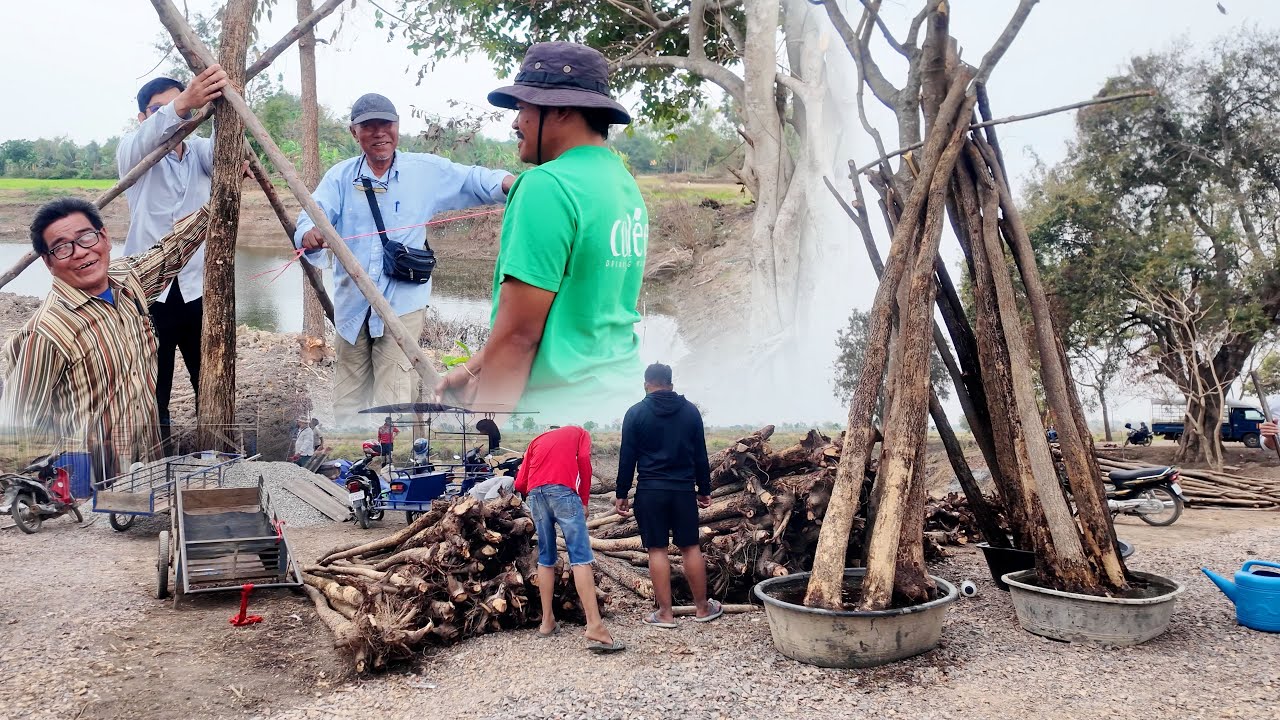 សកម្មភាពដាំដើមឈើ នៅទីទួលប្រាសាទ ( ដើមធ្នង់ )