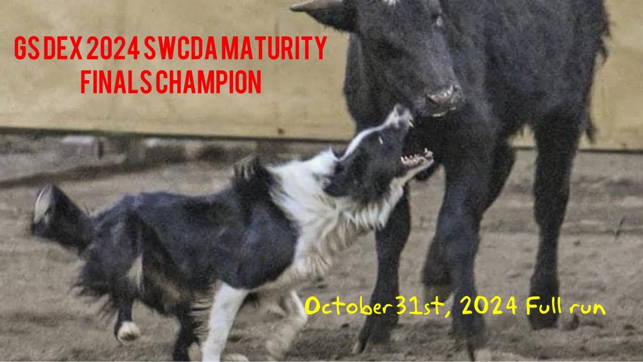 GS Dex, 2024 Southwest Cattledog Association Maturity Finals Championship full run