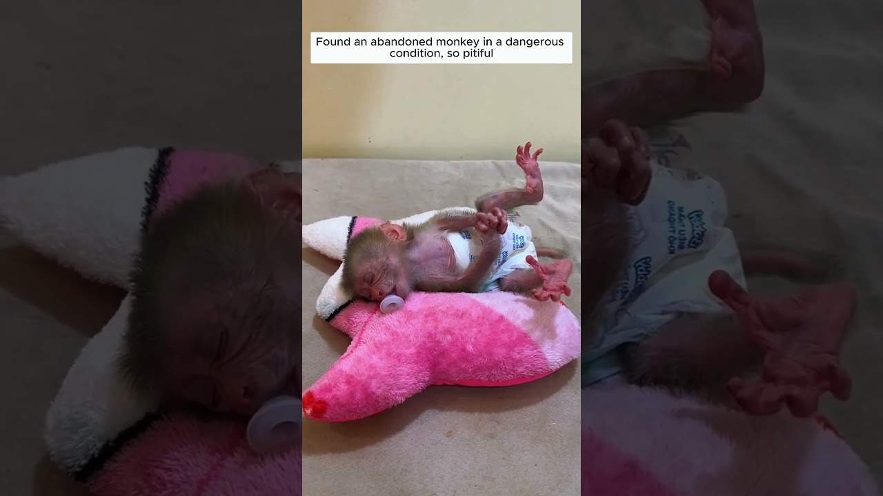 Rescued poor baby monkey, so pitiful #monkey #shortsvideo #animalshorts #animalrescue