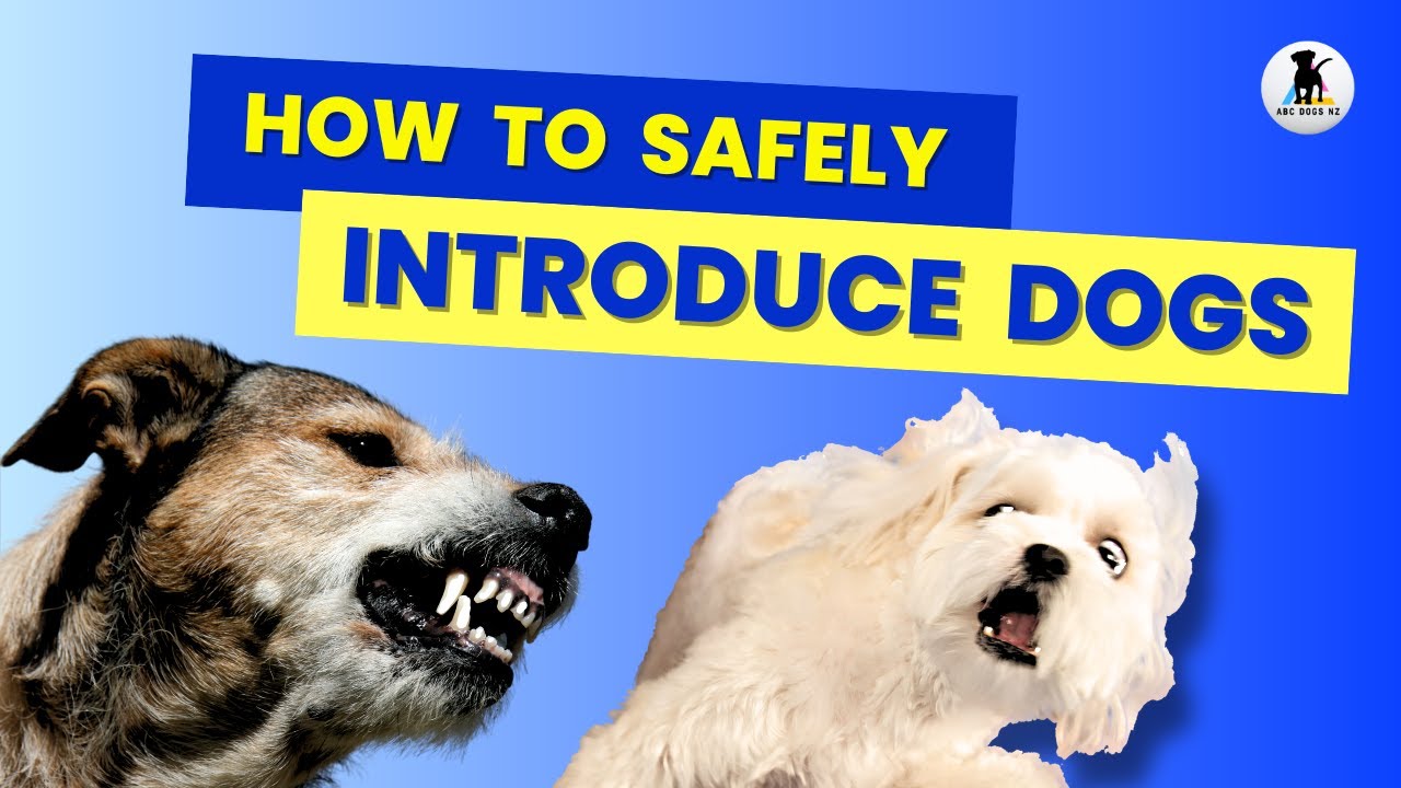 Dog Introductions. SAFE and EASY✅