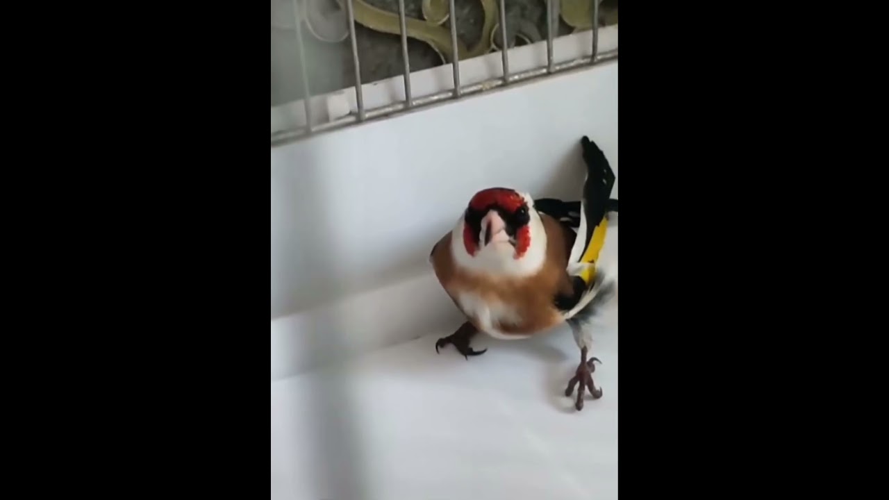 AKGERDAN SAKA KUŞU