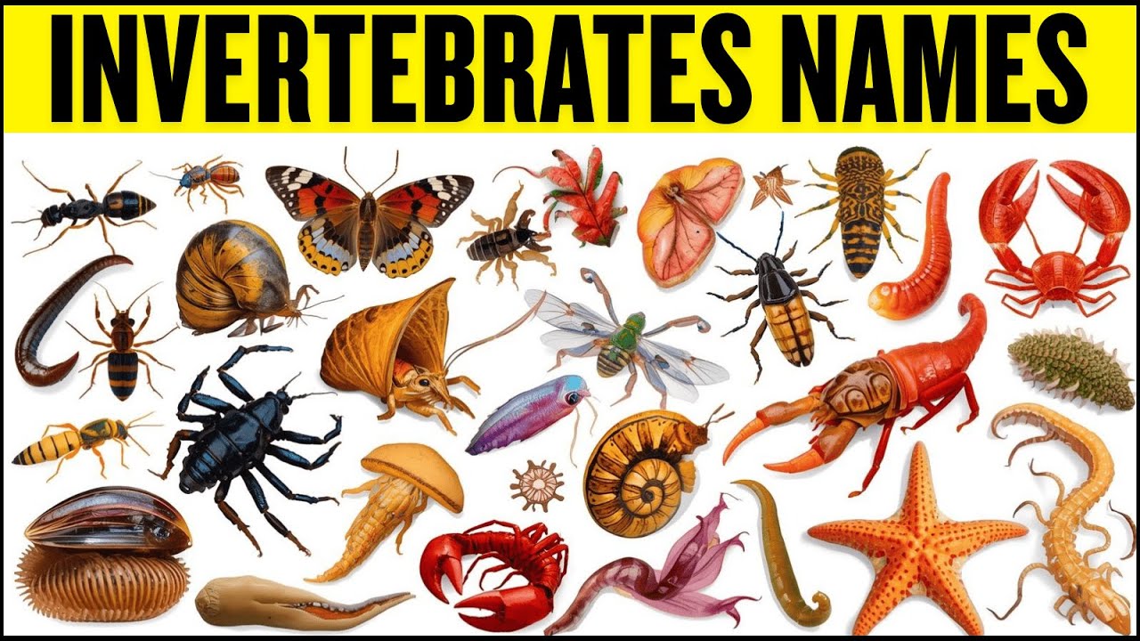 🐙 50 Fun Invertebrates Animals Name in English for Kids! 🐝 Learn Vocabulary with Pictures 📚