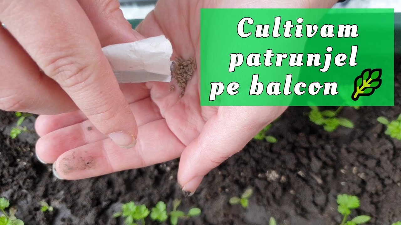 Plantare seminte patrunjel la ghiveci