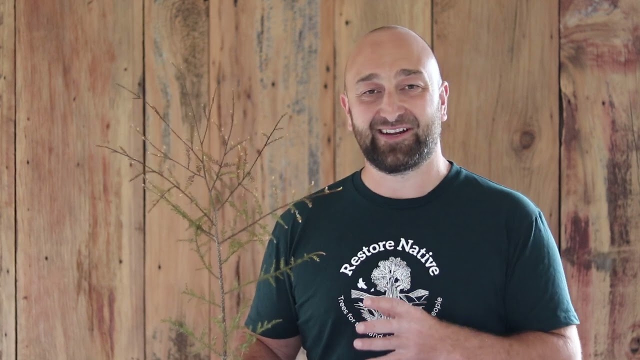 Kahikatea - Restore Native Plant Nursery
