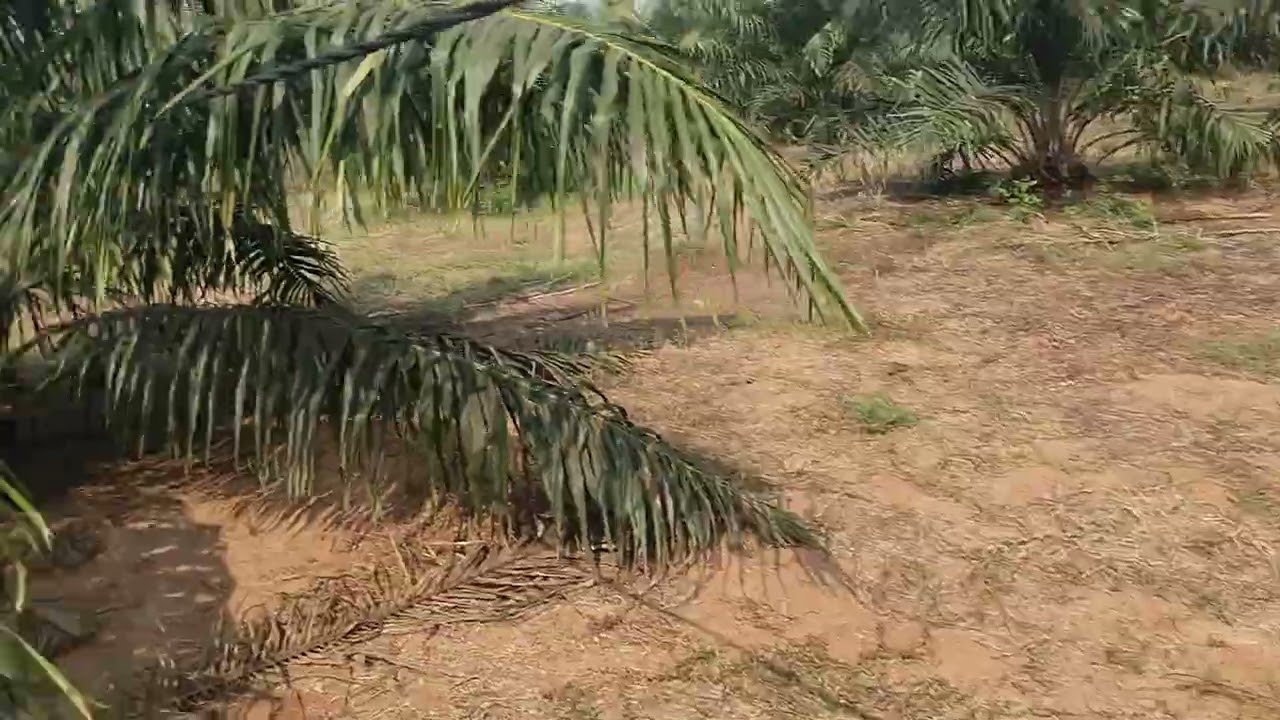 ల్యాండ్ ఫర్ సేల్స్ పామాయిల్ తోట 7 ఎకరాలు1 ఎకరం 35 లక్షలు సెల్ నెంబర్ 6281 8400 97 