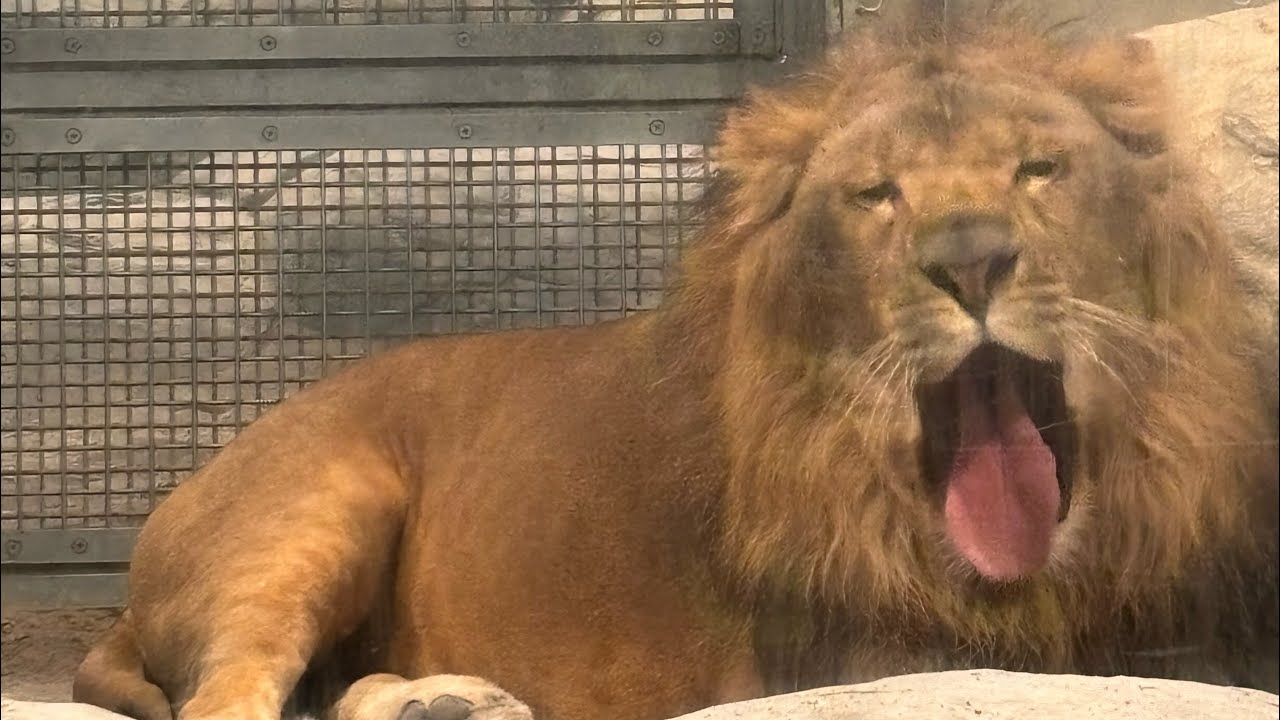 【大雪の日②】円山動物園ライオンパーチェ＆イトなかよく過ごす
