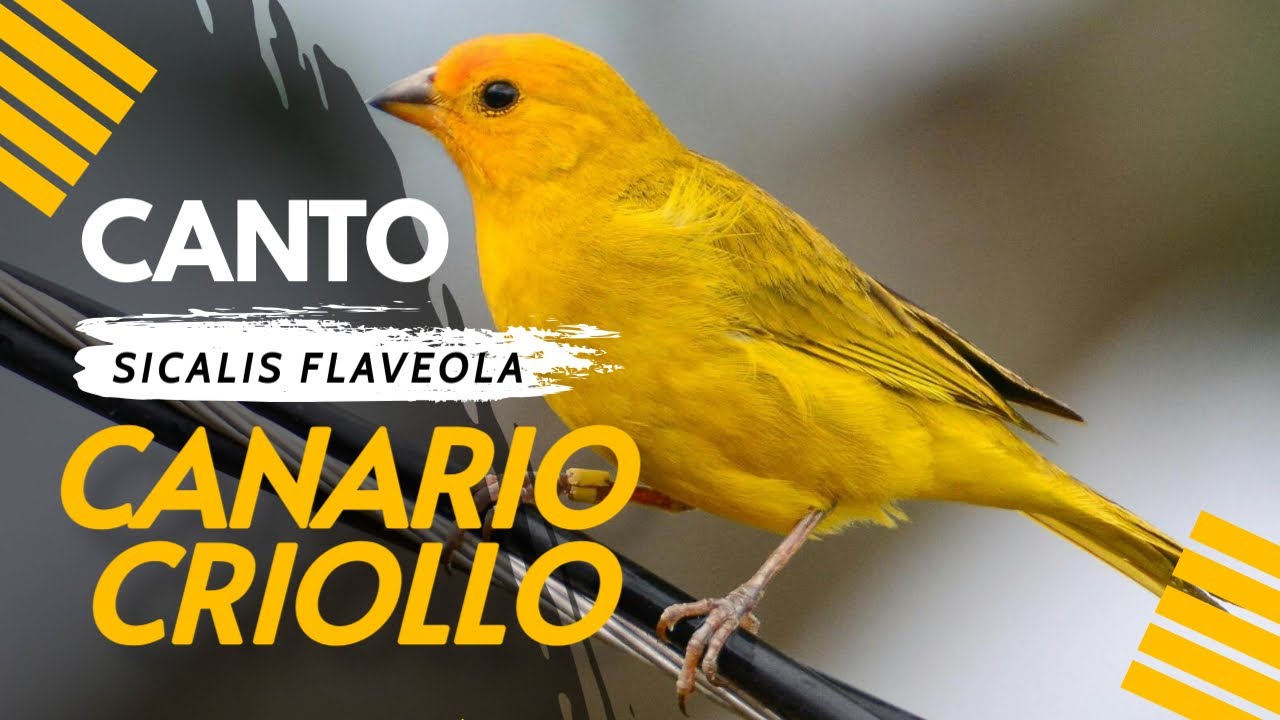 Canto de CANARIO CRIOLLO Para Enseñar