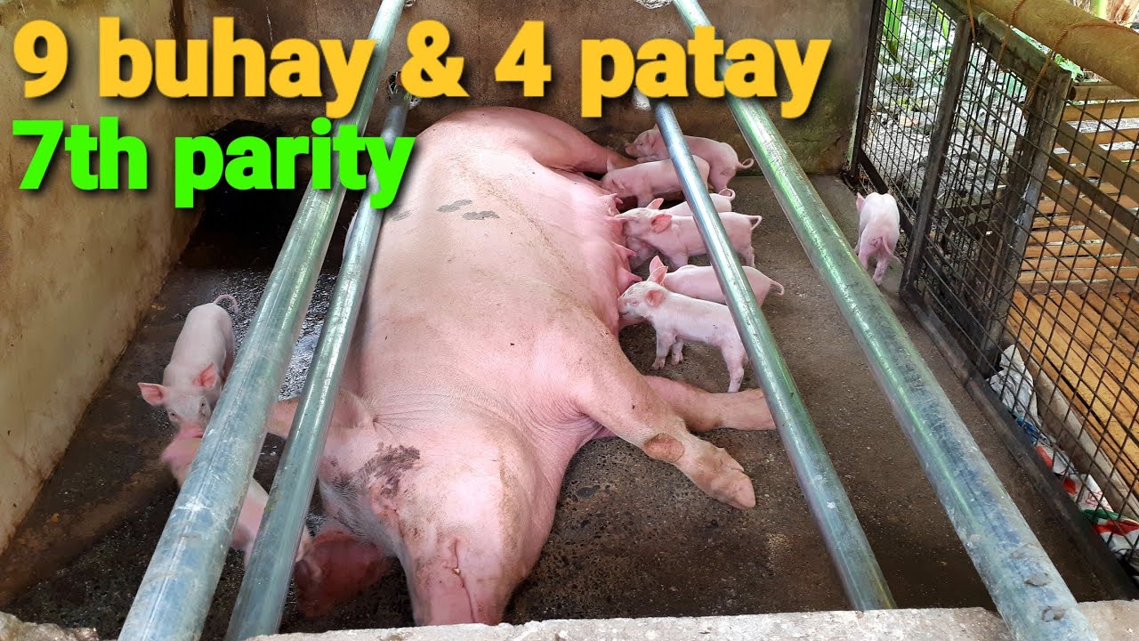 Mga pagsubok sa pag-alaga ng inahing baboy | 5 days mula pinanganak 🐷