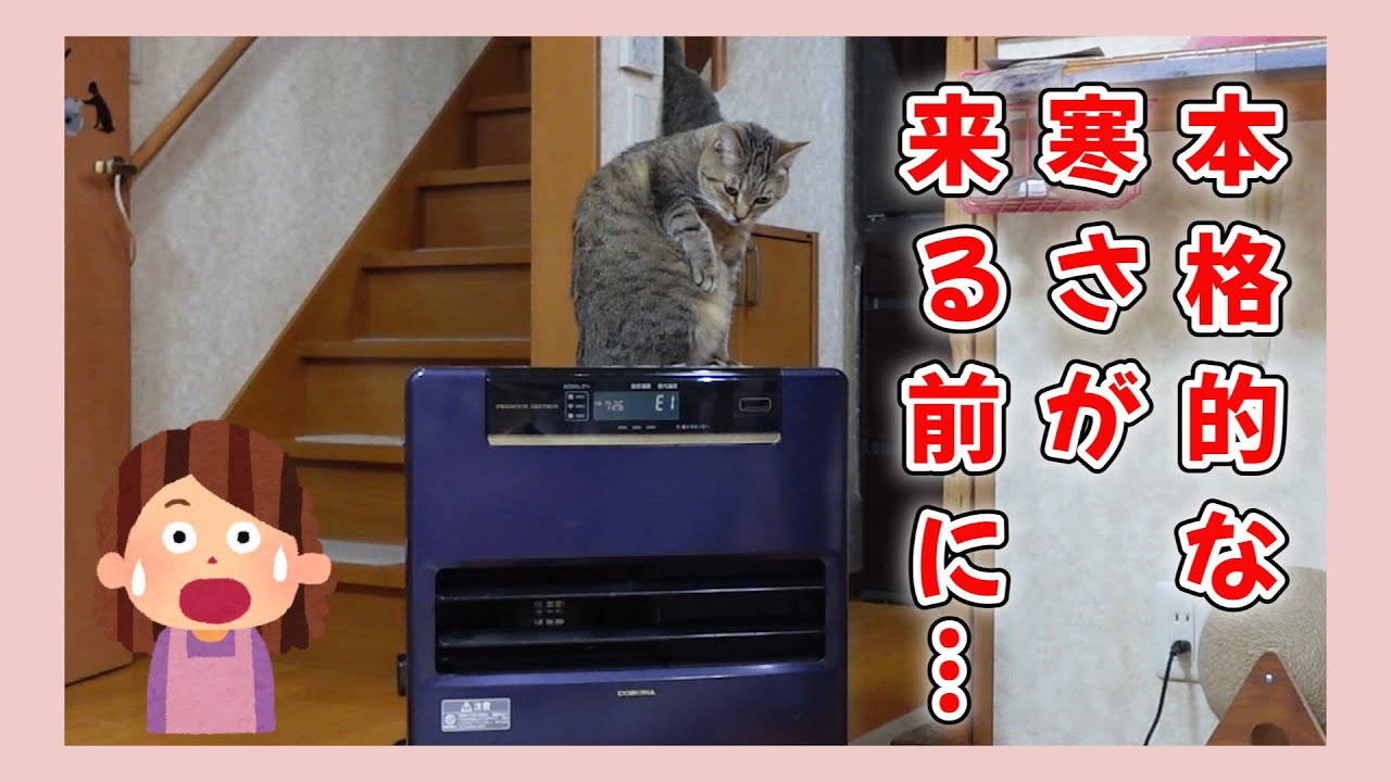【のんびりさん家の保護猫】本格的な寒さの前に… / Before the real cold weather sets in...