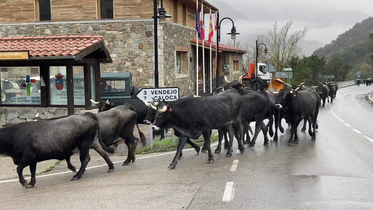 Tudncas de caloca