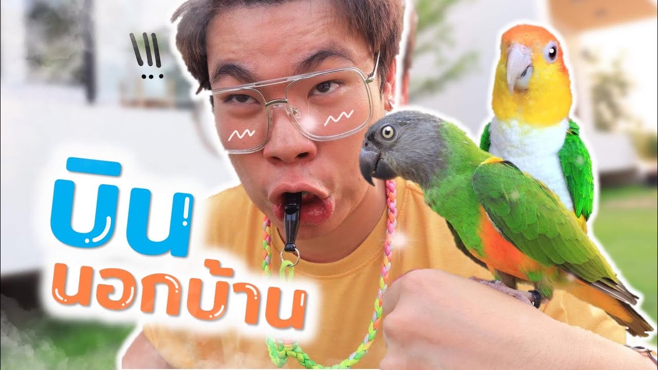 เริ่มใหม่!! ฝึกนก...พานกบินนอกบ้าน