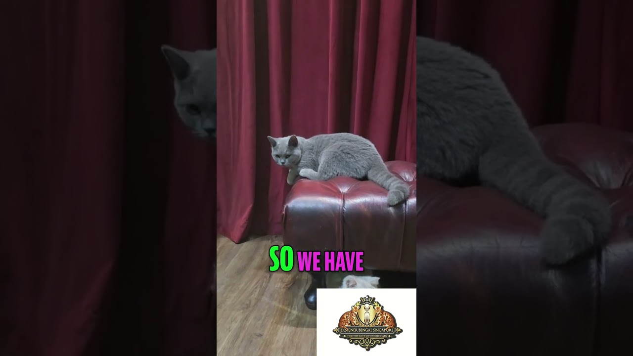 British Shorthair vs Scottish Straight: Cat Breed Guide #shorts