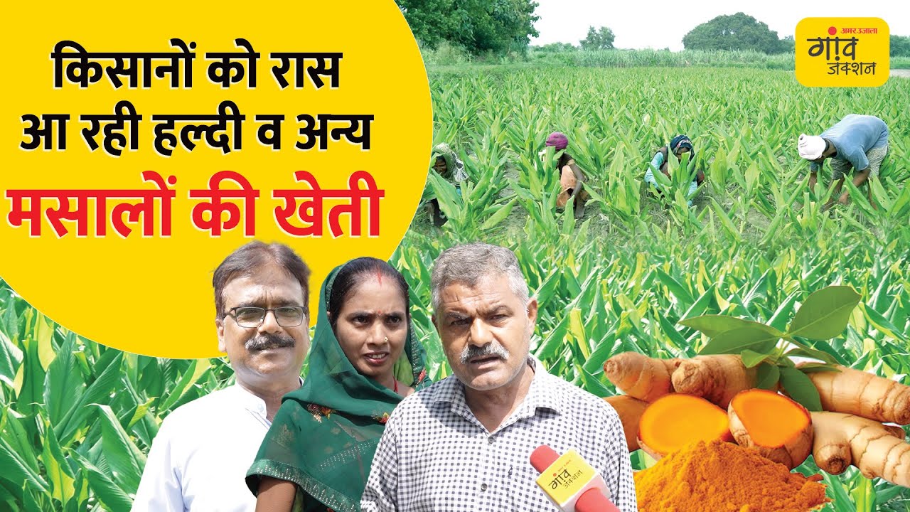 AGRICULTURE: हल्दी की खेती से लाखों में कमा रहे किसान, जानिए कैसे? | Turmeric Farming