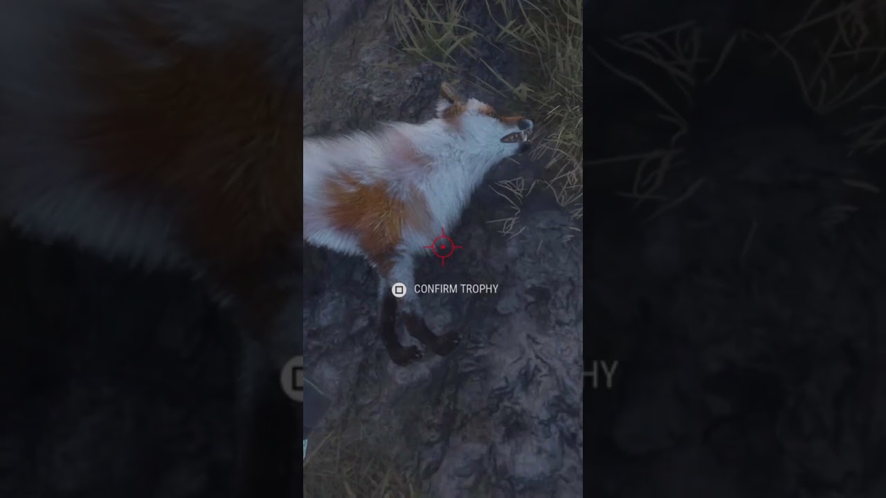 Piebald Red Fox on Scotland | This One Didn’t Get Away