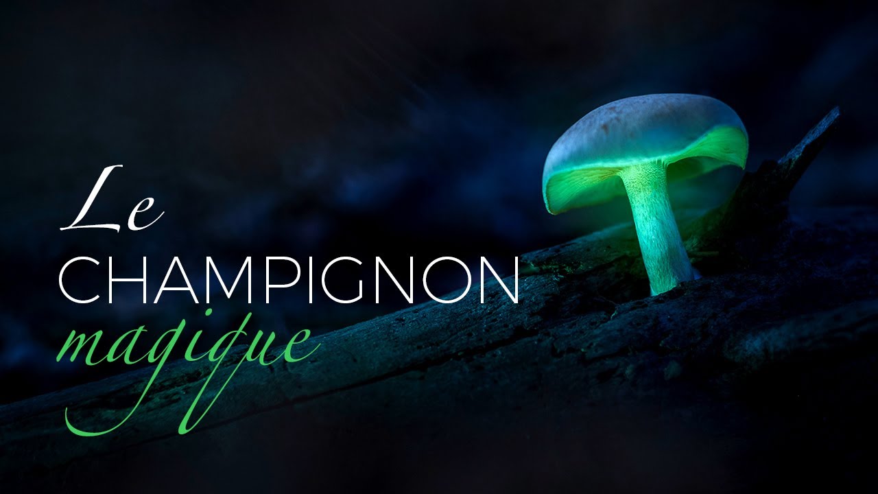 PHOTO NATURE - Le champignon magique