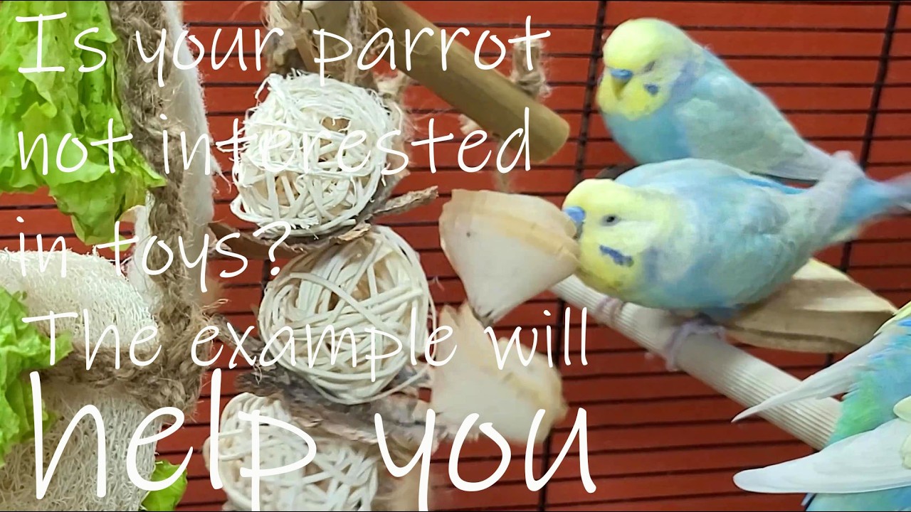 Is your parrot not interested in toys? Happy budgie sounds and their example will help you