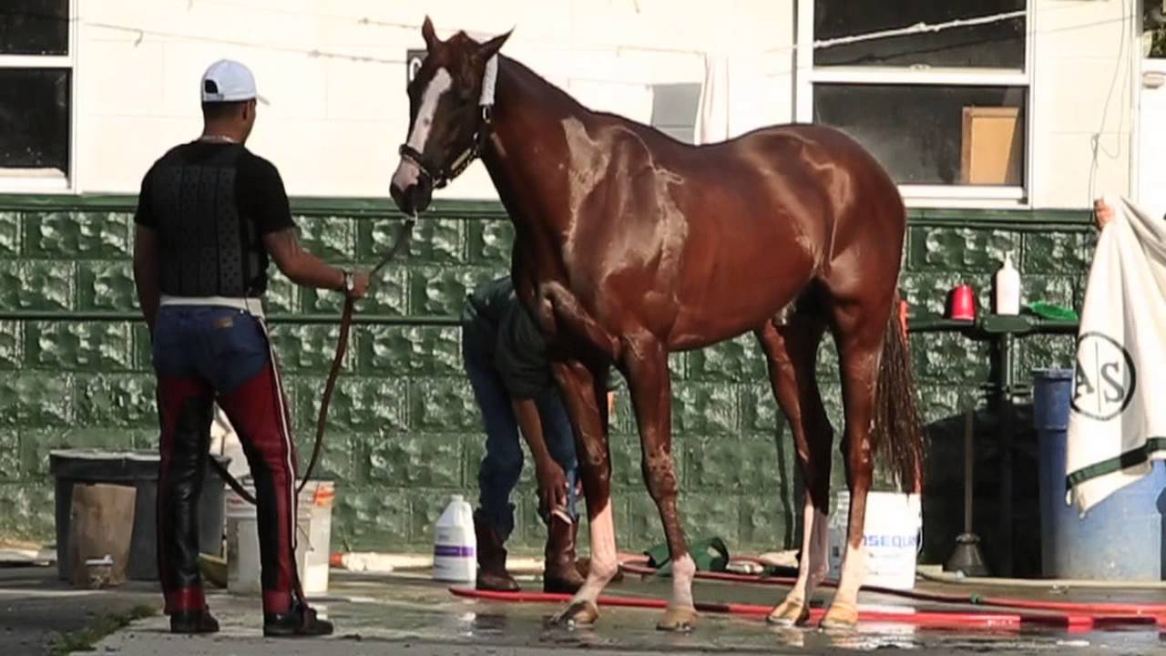 California Chrome: Assistant Trainer Alan Sherman