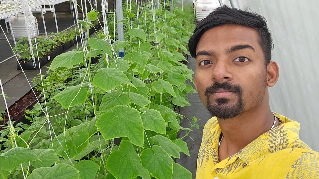Introducing New Members In My Hydroponics Farm 🚜 🌱  Harvesting And Story Telling ♥️ 
