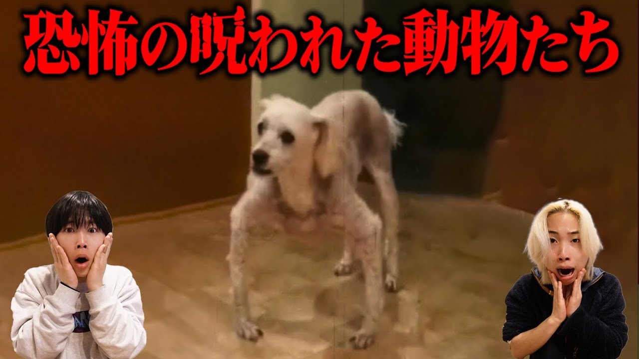 幽霊に呪われた動物たちが怖すぎる...