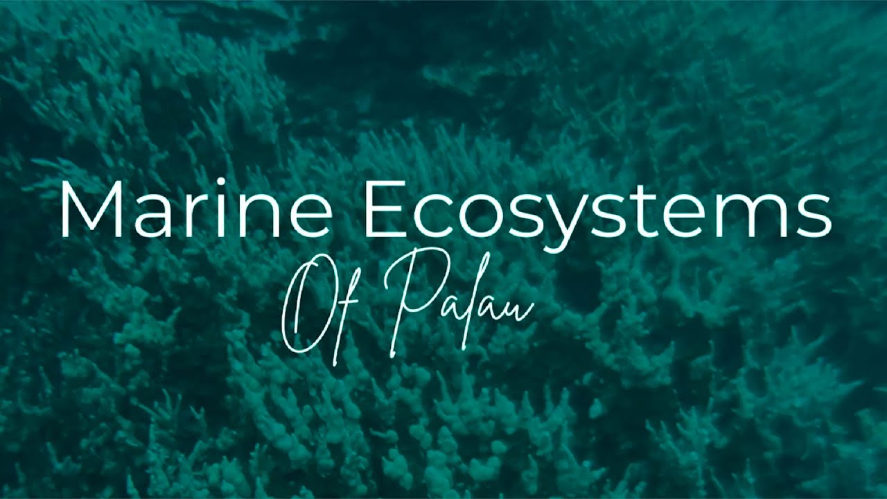 Marine Ecosystems of Palau