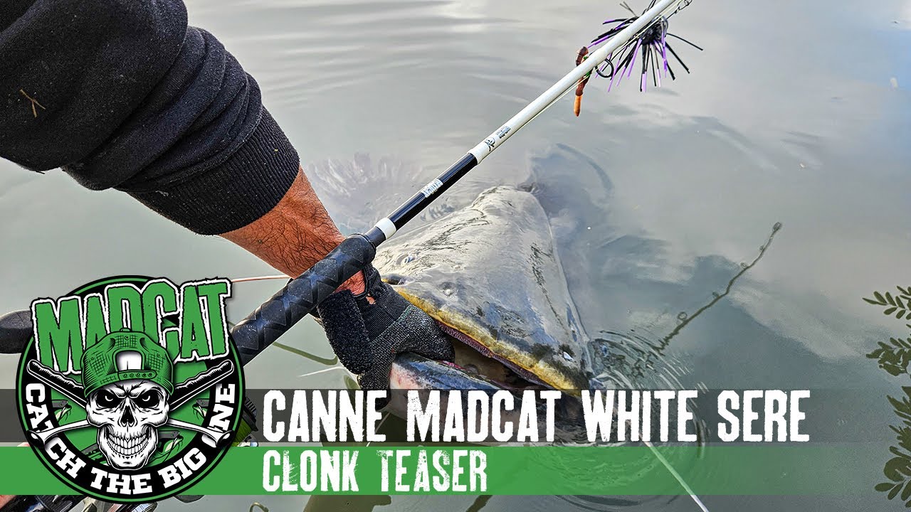 La canne idéale pour pêcher le silure avec des vers de terre et un Clonk Teaser: WHITE CLONK TEASER