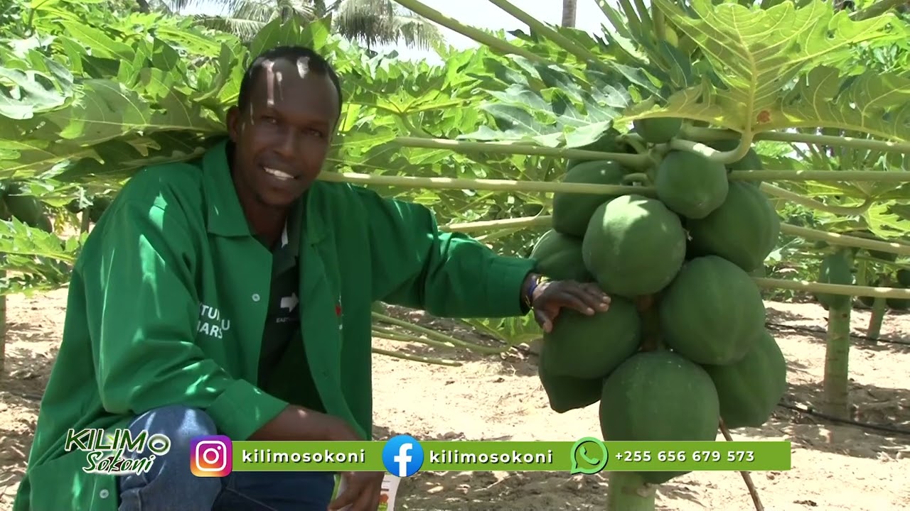 KILIMO CHA MAPAPAI KINAVYOWATAJIRISHA WATU