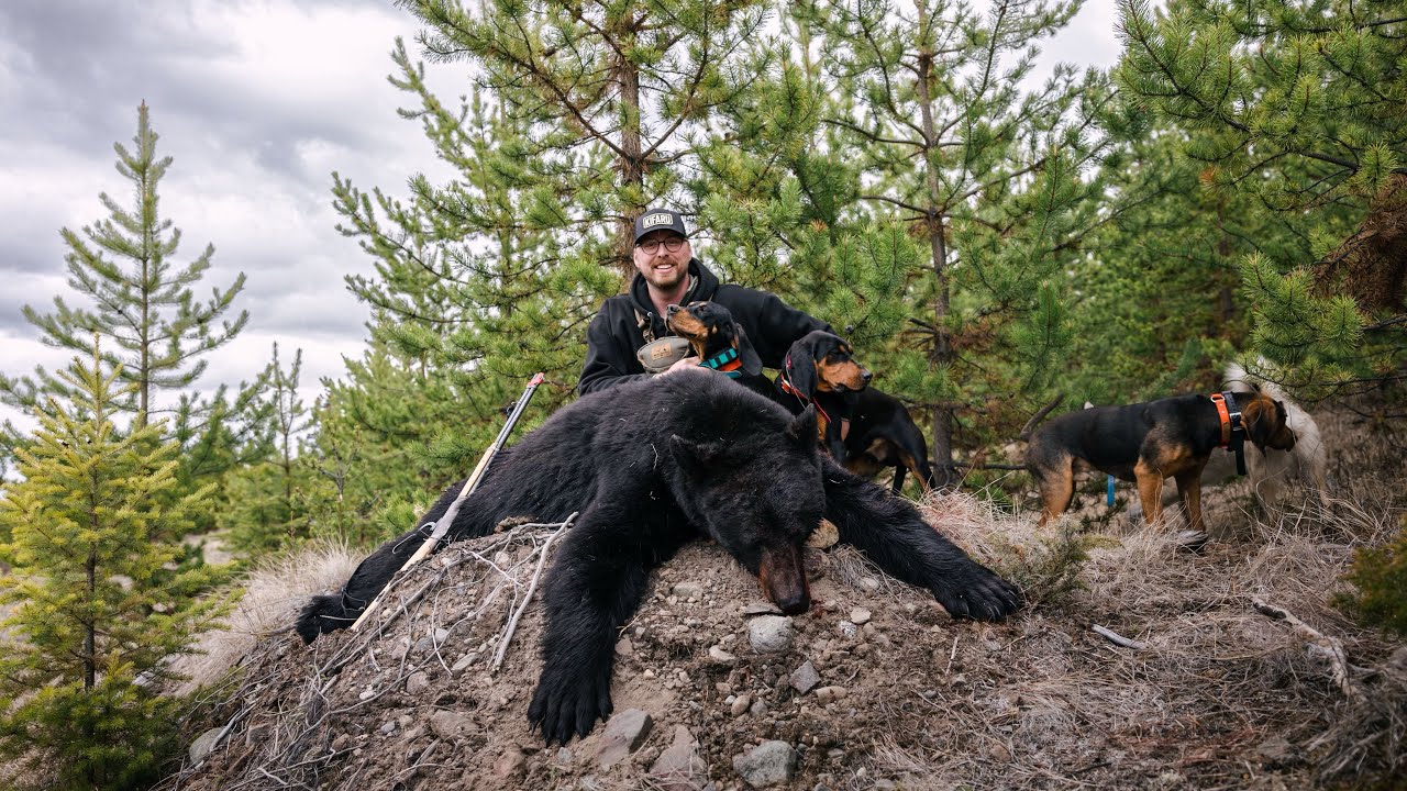 HOUND HUNTERS. A BRITISH COLUMBIA BLACK BEAR HUNT.
