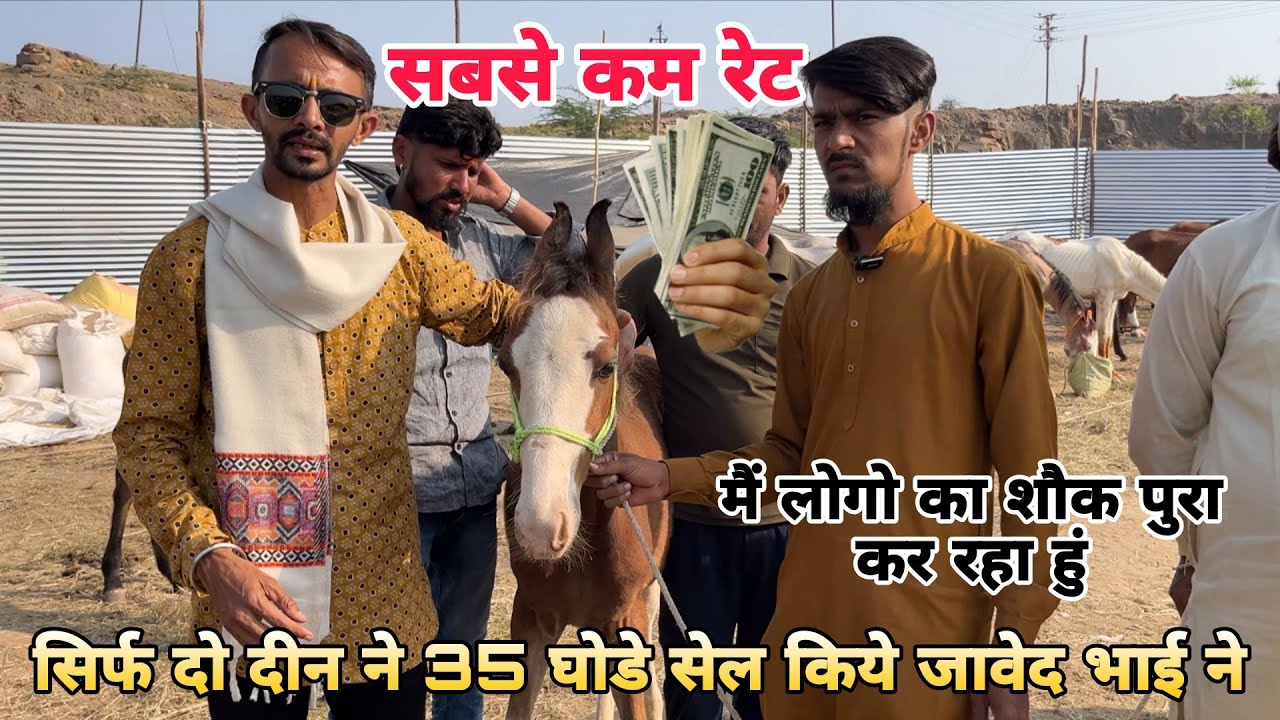 सारंगखेडा की सबसे पेहेली व्हिडिओ जावेद भाई के साथ | सारंगखेडा घोडा मंडी | Sarangkheda Horse Market 