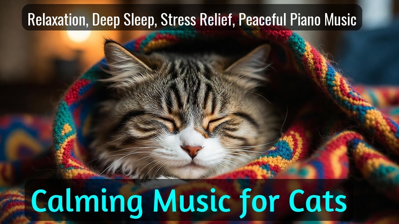 LIVE Cute Sleeping Cats for Cozy Background 🧡 | Season 26