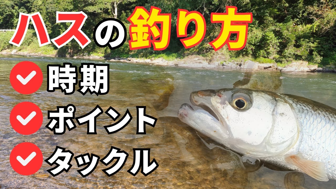 【旭川】ハスの釣り方解説～時期・ポイント・タックル～