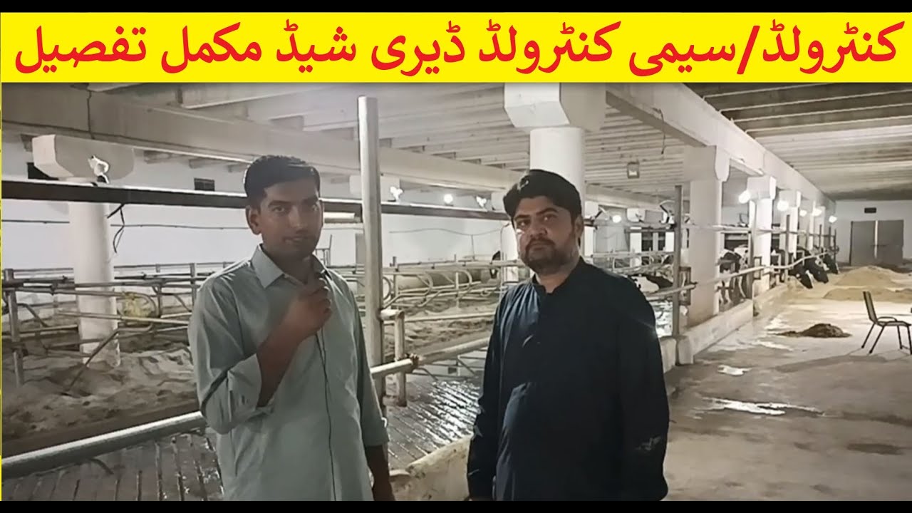 Controlled Dairy Shed | Top Cow Controlled Shed | modern dairy farm shed | Akbar Dairy Farm |