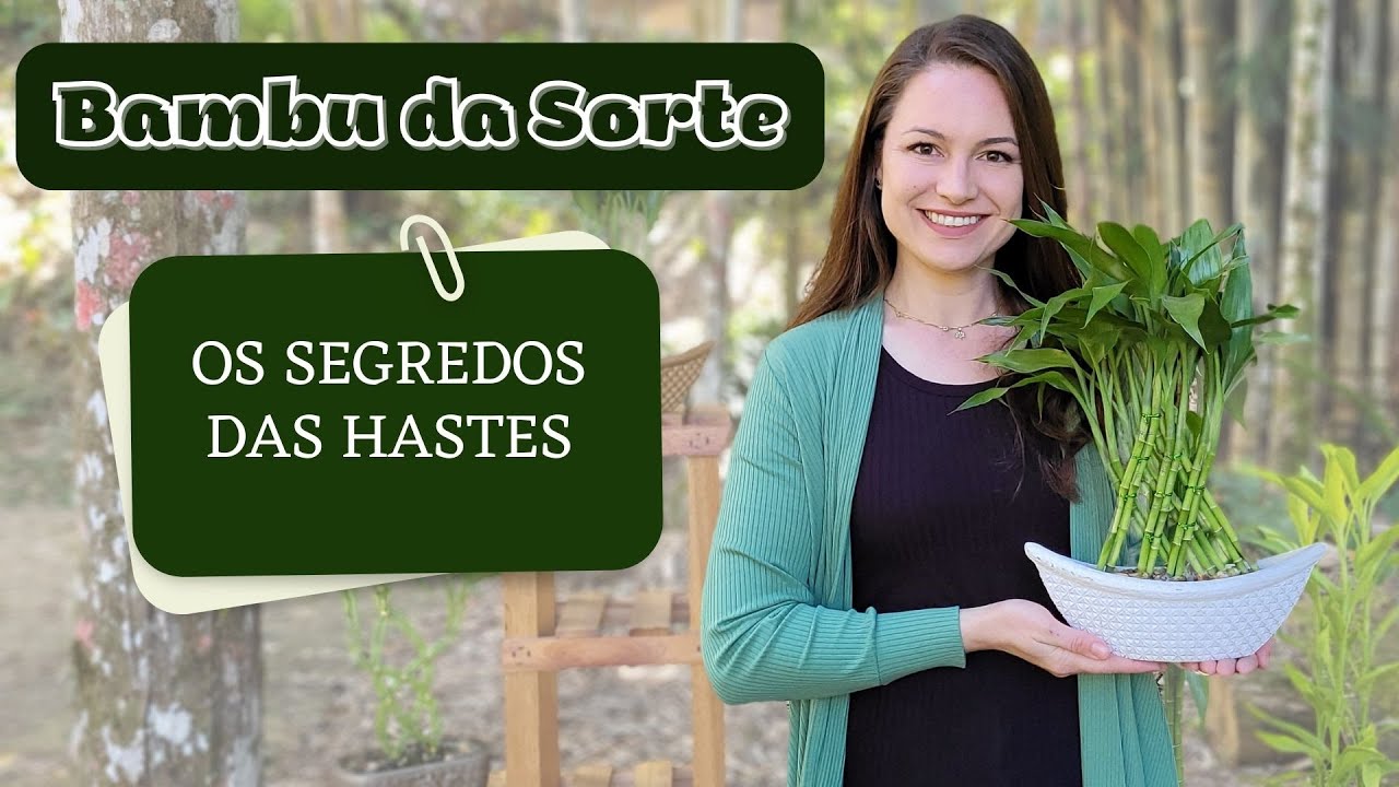 BAMBU DA SORTE - O SEGREDO DAS HASTES | Fofoca das Plantas