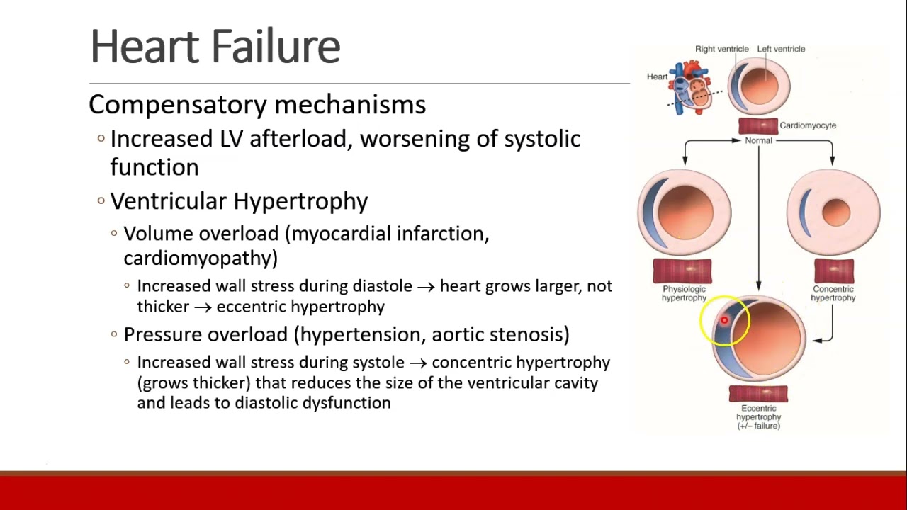 Applied Physiology for Anesthesia - 02 - CARDIAC - Part 4