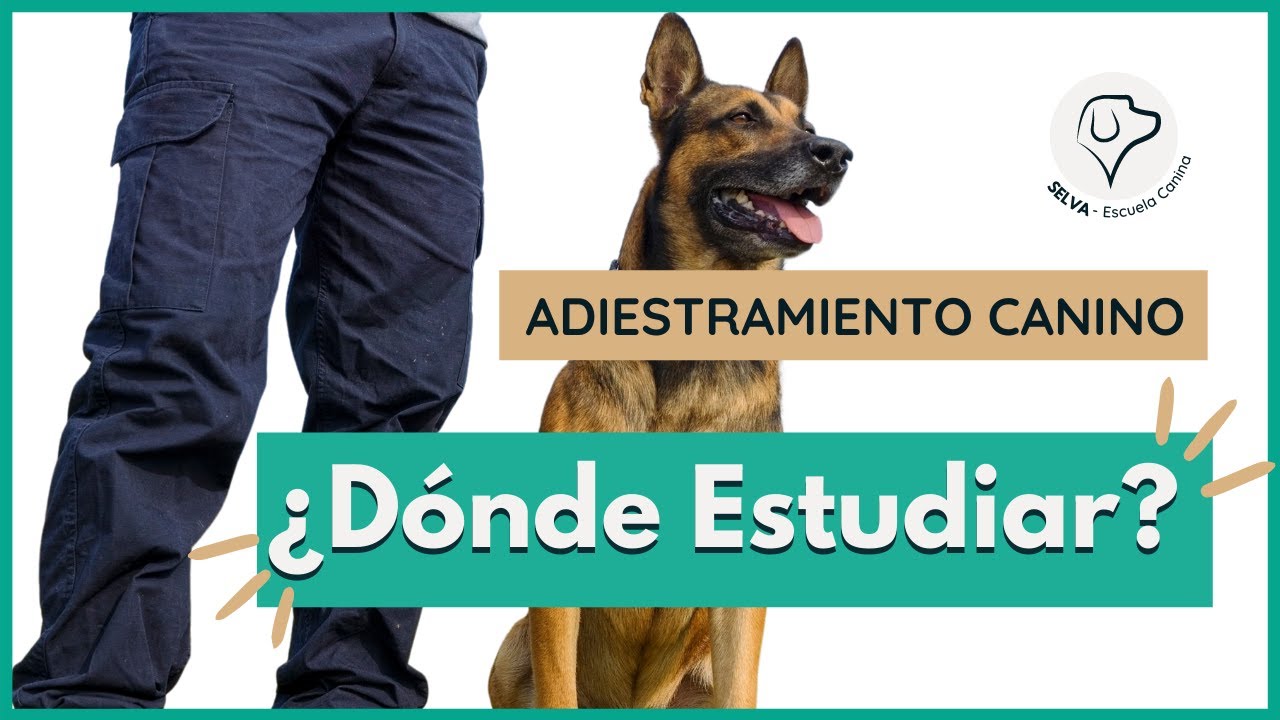 Cómo elegir un CURSO de ADIESTRAMIENTO CANINO 🎯