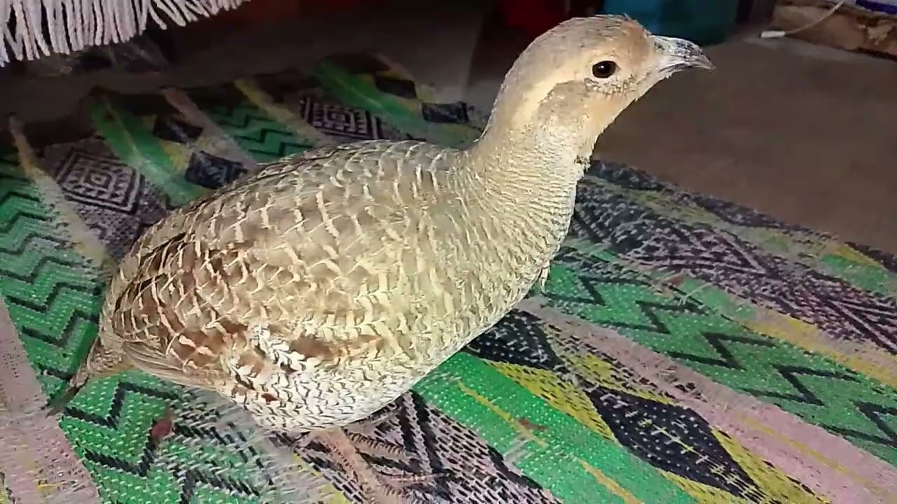 Dakhni teetar sounds with amazingly fighter Dakhni teetar | Dakhni teetar