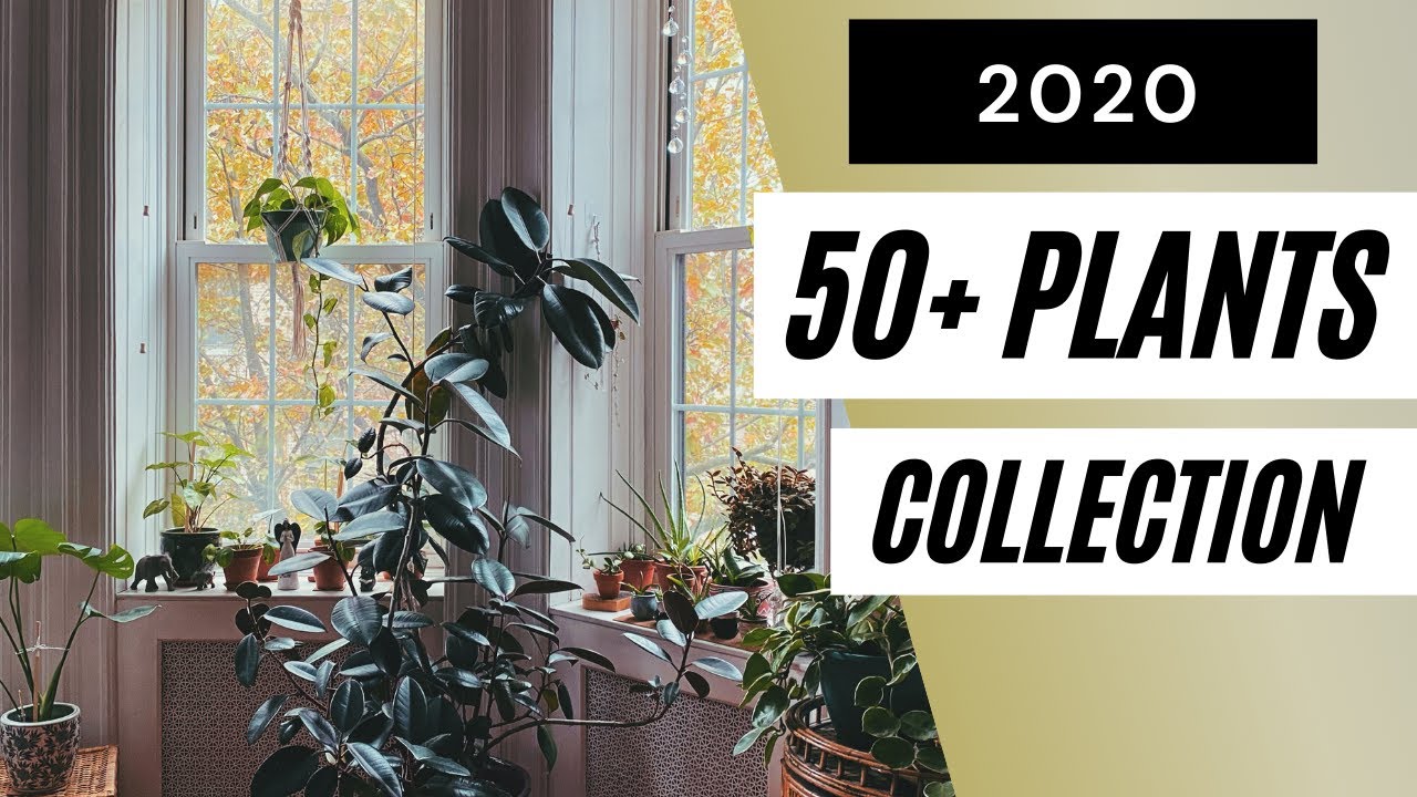 2020 PLANT COLLECTION | 50+ Houseplant Tour | EASY & LOW MAINTENANCE