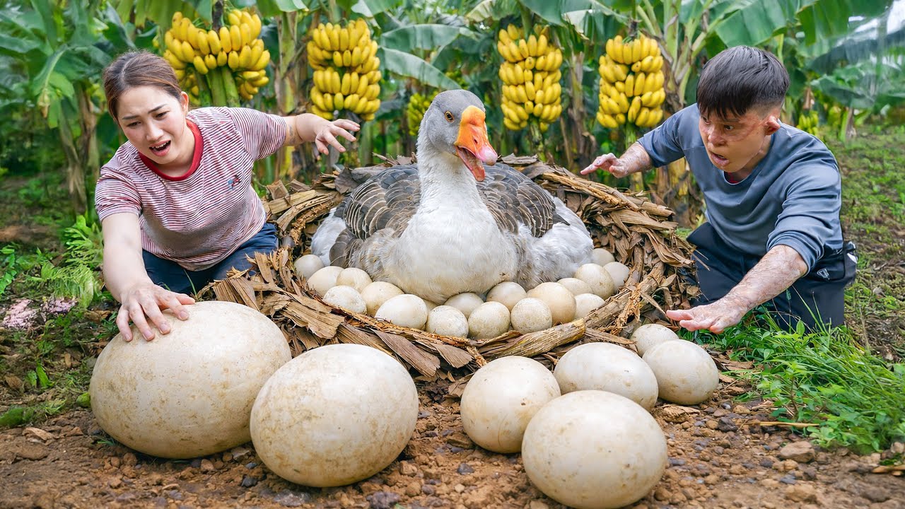 Harvesting Giant Creature & Strange Egg Nest Hidden in Banana Farm | Cooking Spicy Banana Soup
