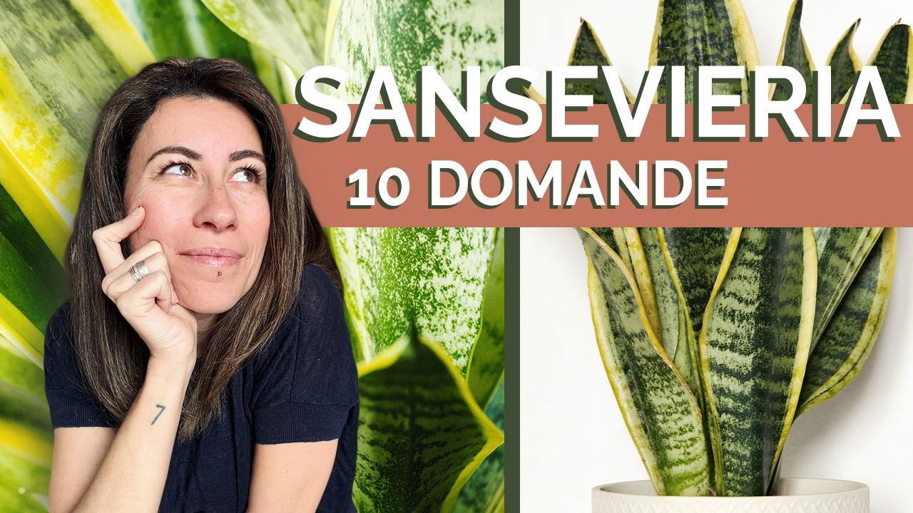 Sansevieria 🌿 10 domande e verità sulla pianta più resistente