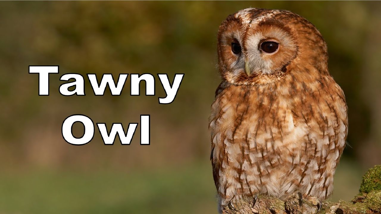 The Tawny Owl
