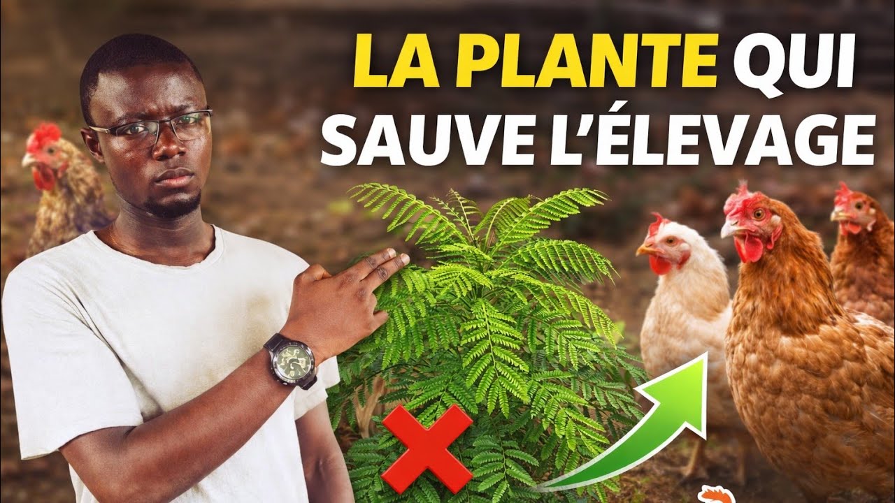 J’utilise cette plante et mes poulets ne tombent plus malades...