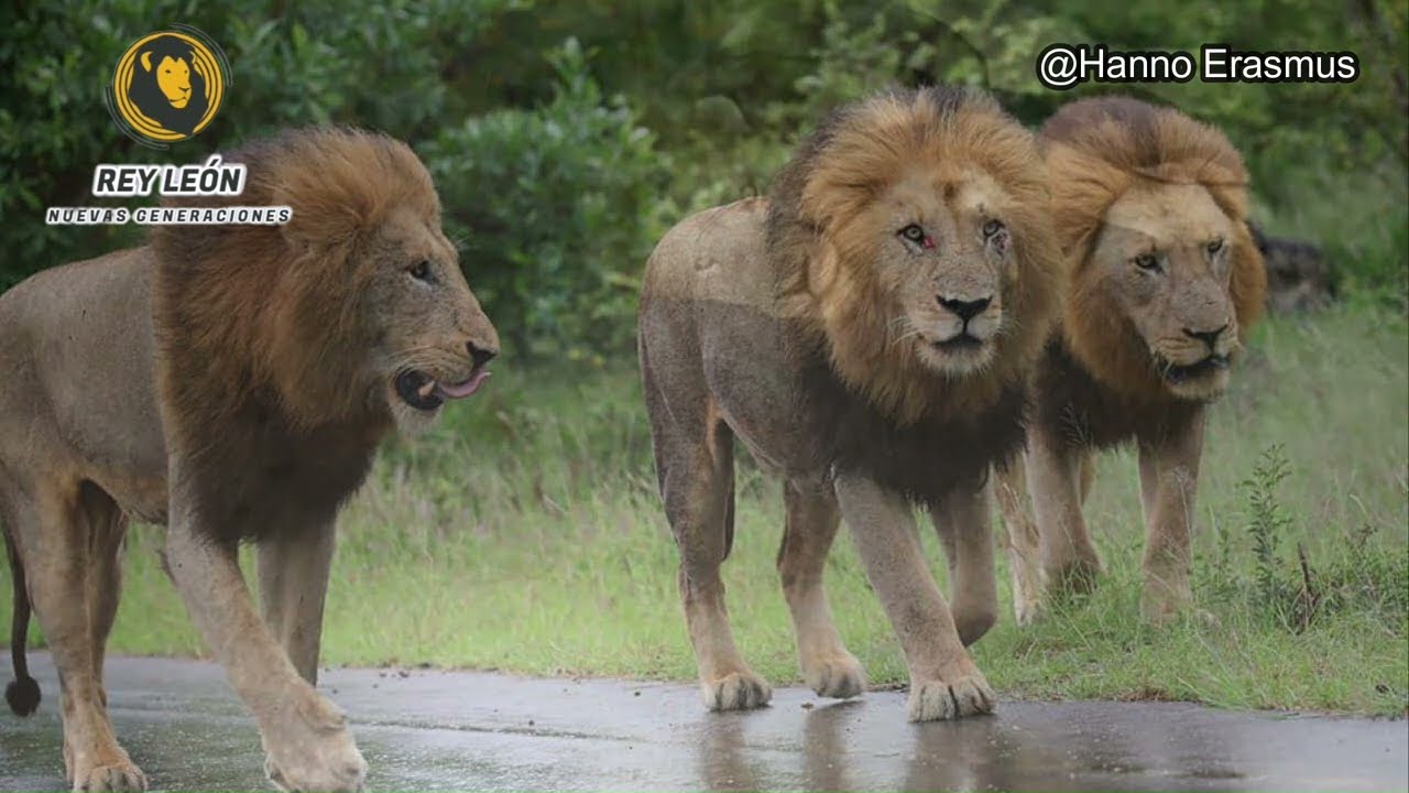 Los BERG EN DAL MALES (Jock Males) - Kruger National Park