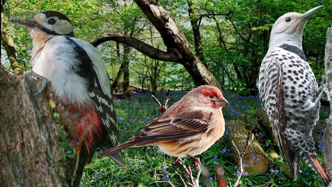 Forest Birdsong Nature Sounds - Soothing Bird Sounds for Sleeping - Relaxing Woodland Birds Chirping