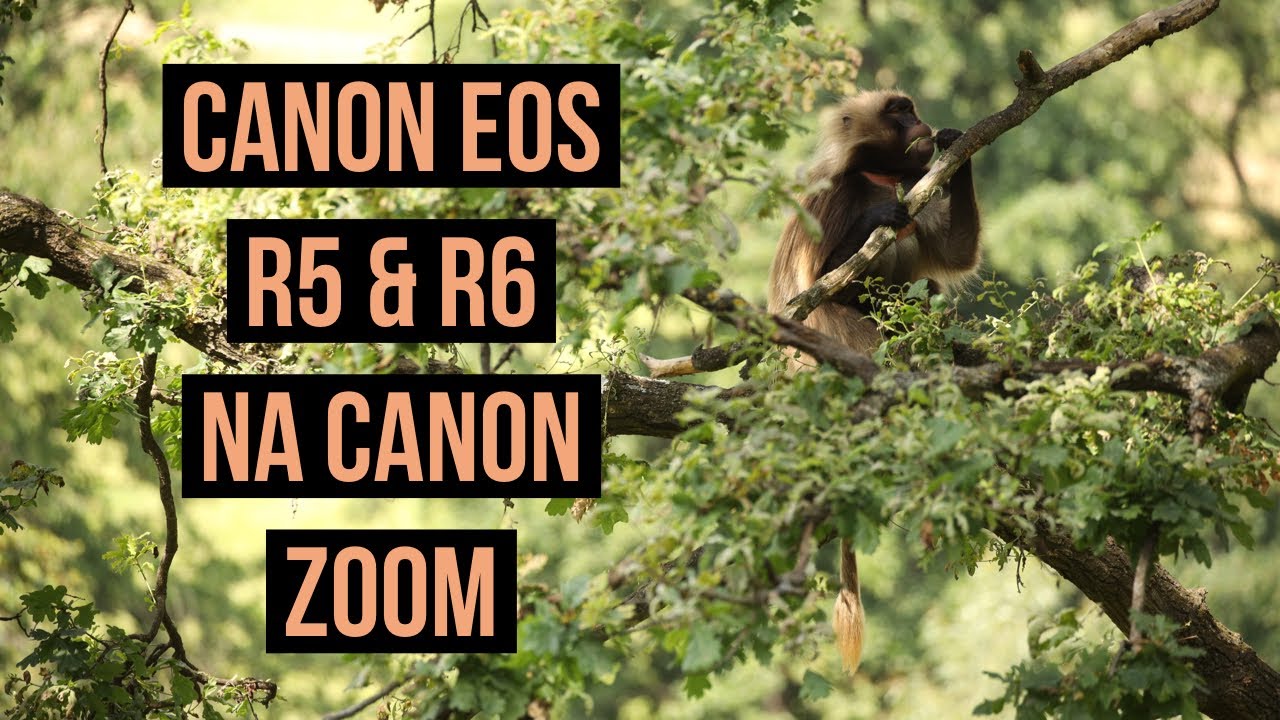 Canon EOS R5 a R6 plus Canon ZOOM