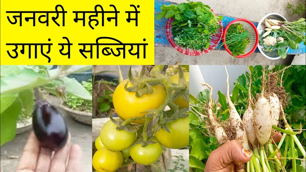जनवरी महीने में कौन-कौन सी सब्जियां उगाएं/Vegetables growing in January/Winter vegetables at home 